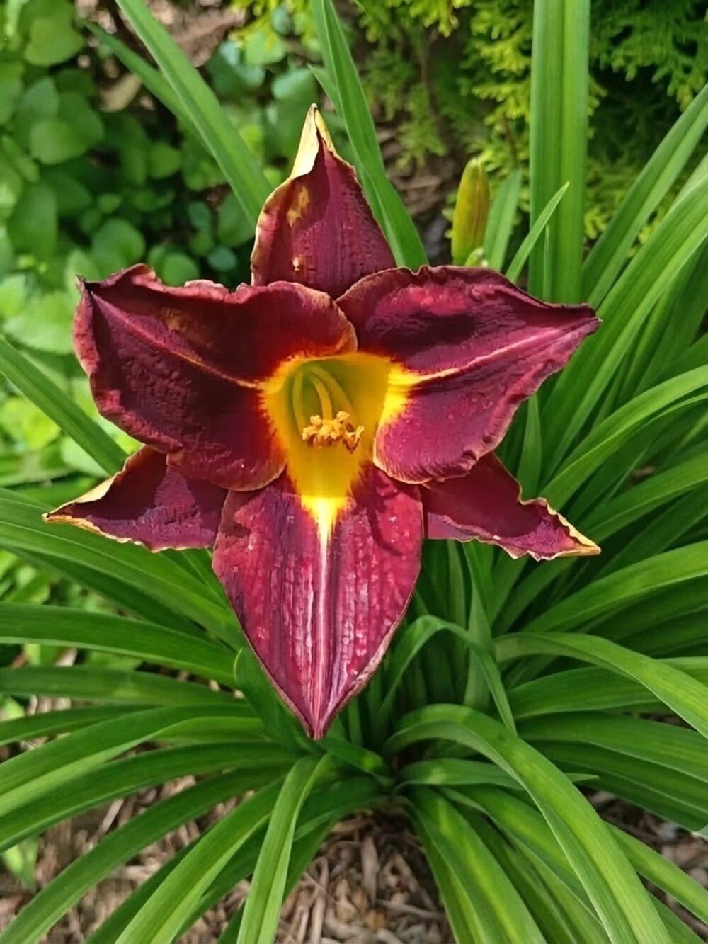 10 Fans Ruffled Daylilies Perennial Bare Root Live Plants Multi-Color Flowers